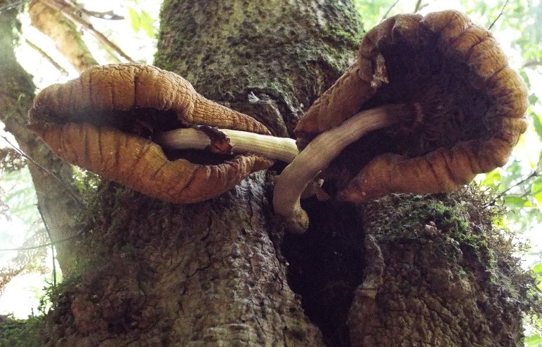 Funghi australiani: Trametes hirsutum e Agrocybe cilindracea